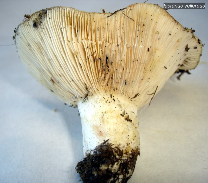 lactarius vellereus0 lactarius vellereus0