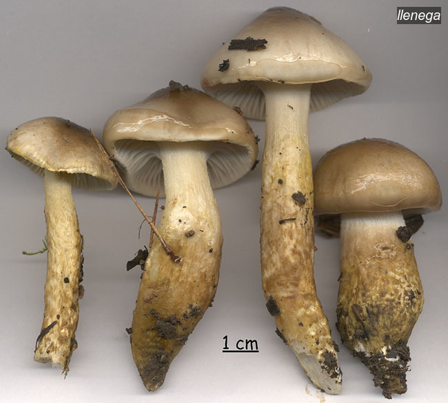 llenega1