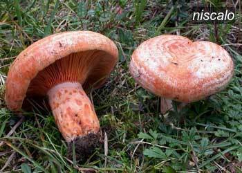 niscalo1