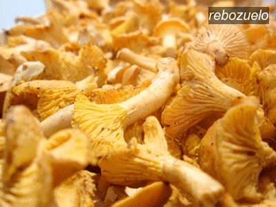 rebozuelo1