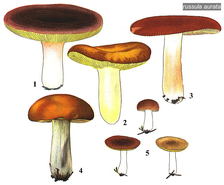 russula aurata1 russula aurata1
