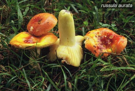 russula aurata2 russula aurata2