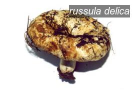 russula delica0