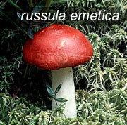 russula emetica0