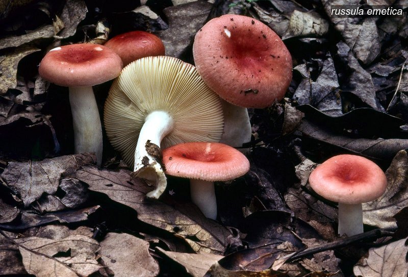 russula emetica1