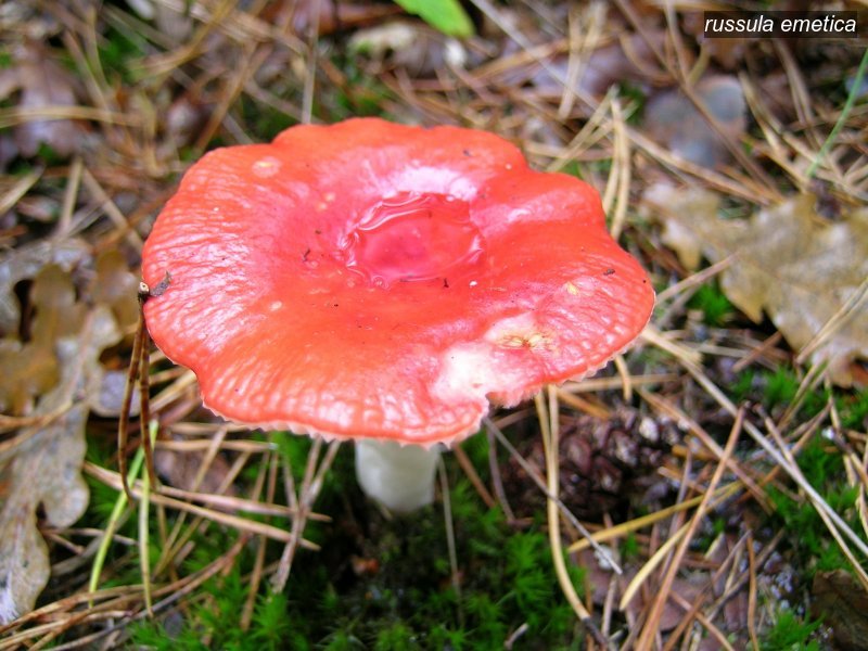 russula emetica2