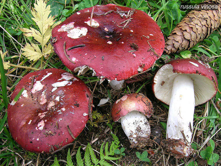 russula vinosa1 russula vinosa1