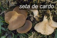 seta de cardo1 seta de cardo1