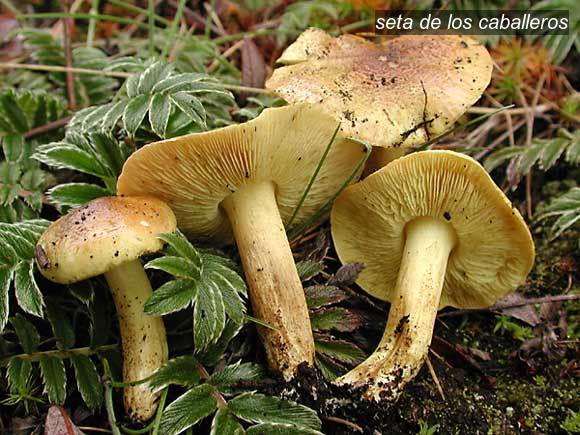 seta de los caballeros1