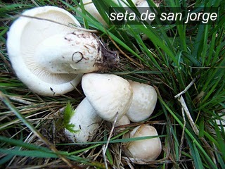 seta de san jorge1