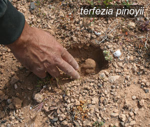 terfezia pinoyii0