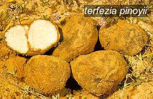 terfezia pinoyii1