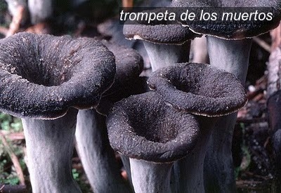trompeta de los muertos0