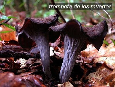 trompeta de los muertos1