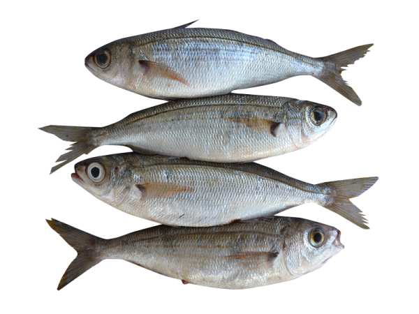 boga