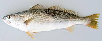 corvina