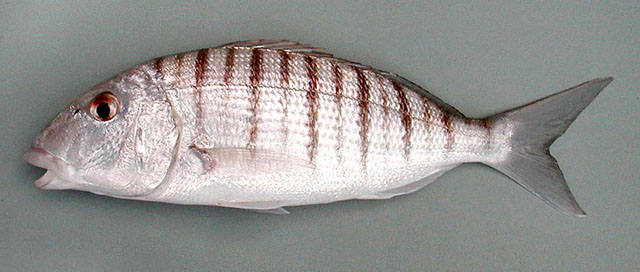 herrera