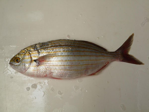 salema