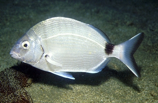 sargo