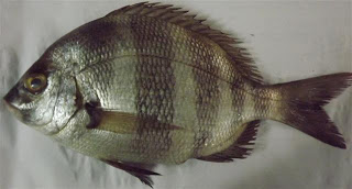 sargo breado