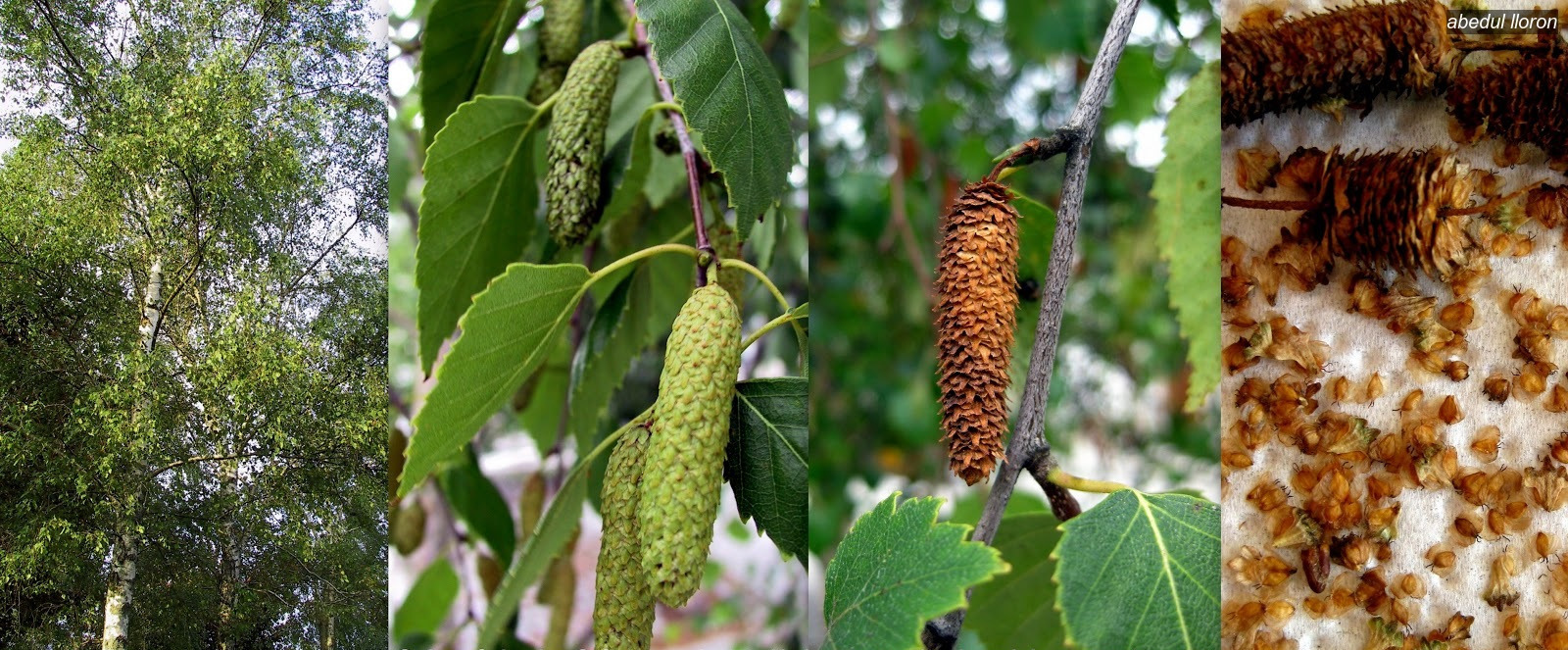 Abedul lloron Betula pendula
