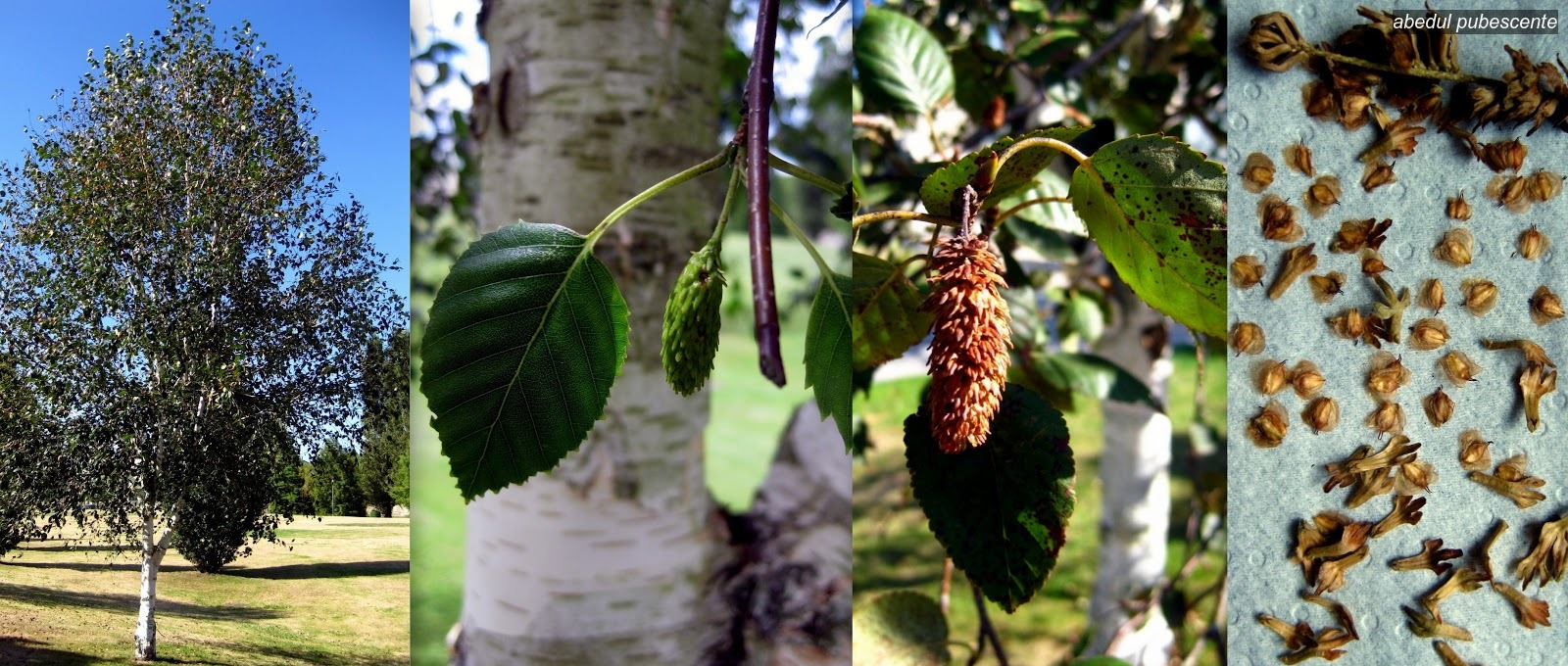 Abedul pubescente Betula alba