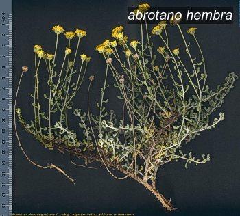 abrotano hembra0
