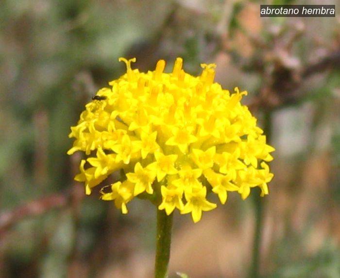 abrotano hembra1