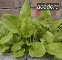 acedera1 acedera1