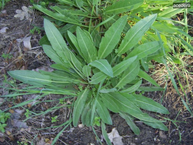 acedera9 acedera9