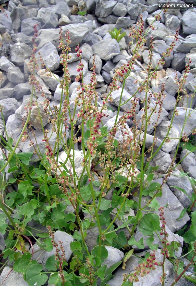 acedera romana0