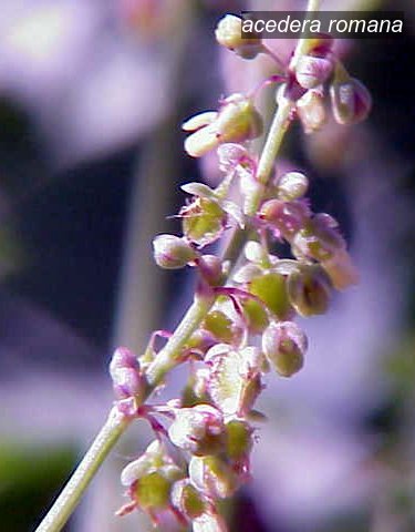 acedera romana1