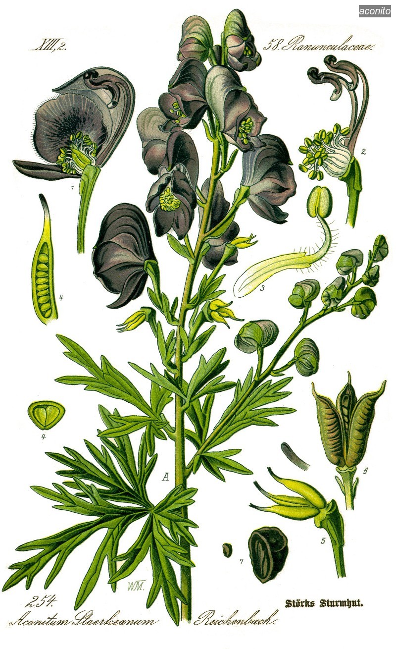 aconito1