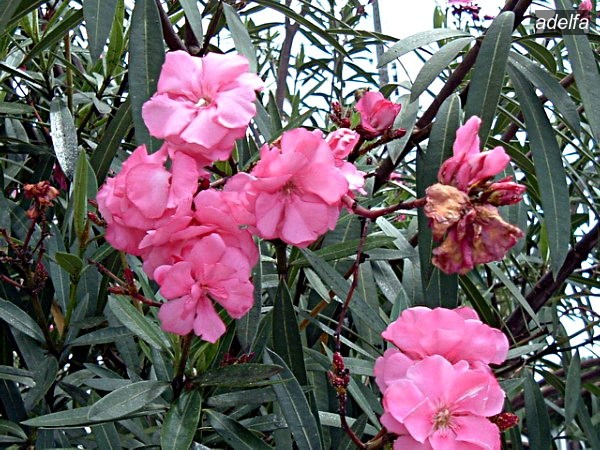 adelfa1