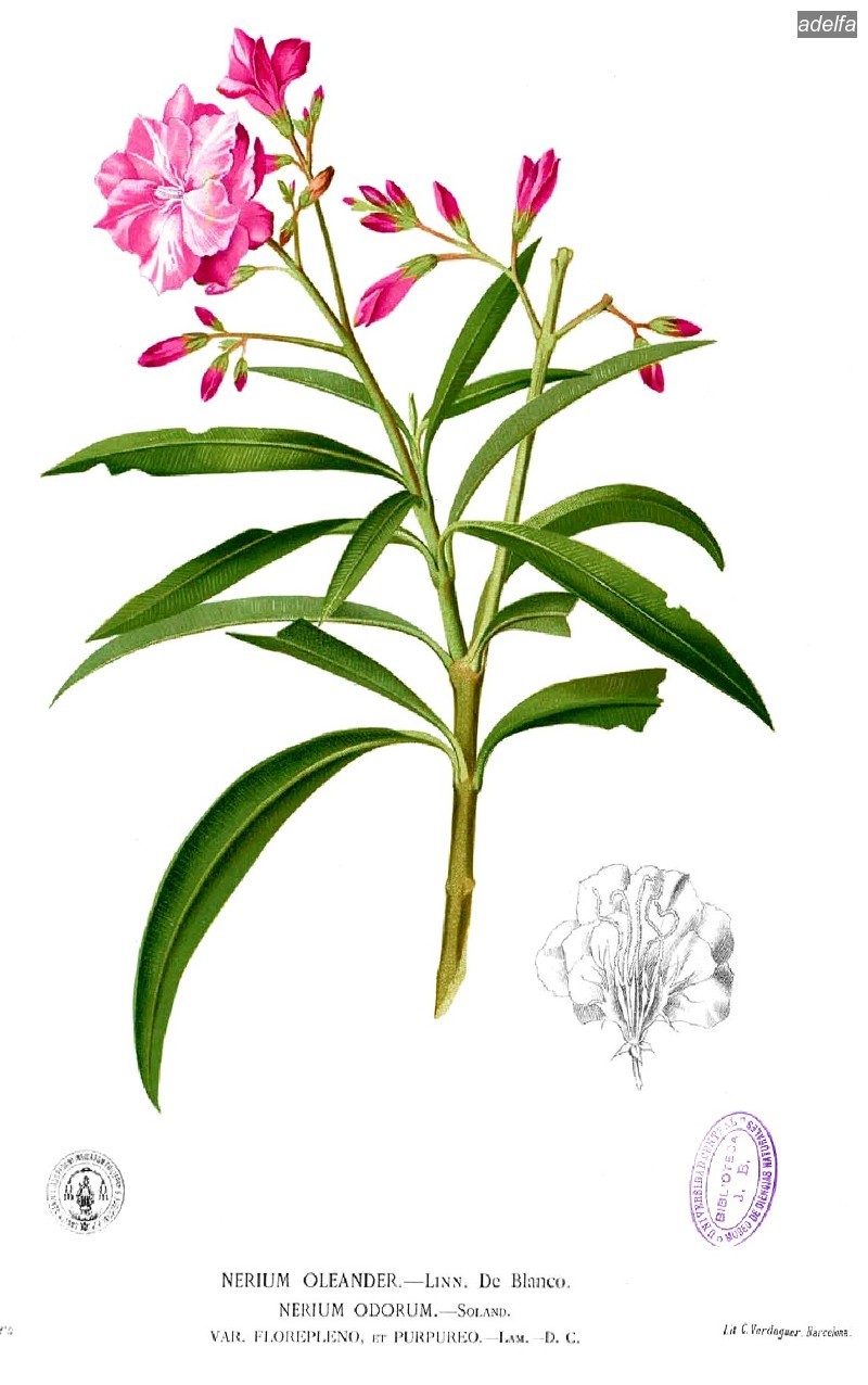 adelfa2