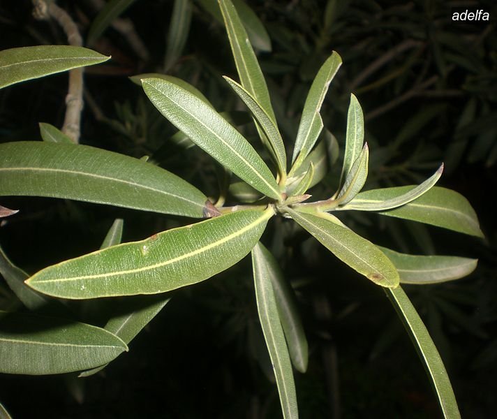 adelfa3