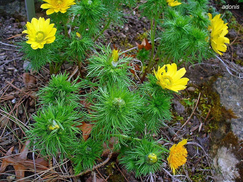 adonis4 adonis4