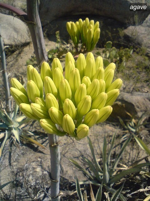 agave1