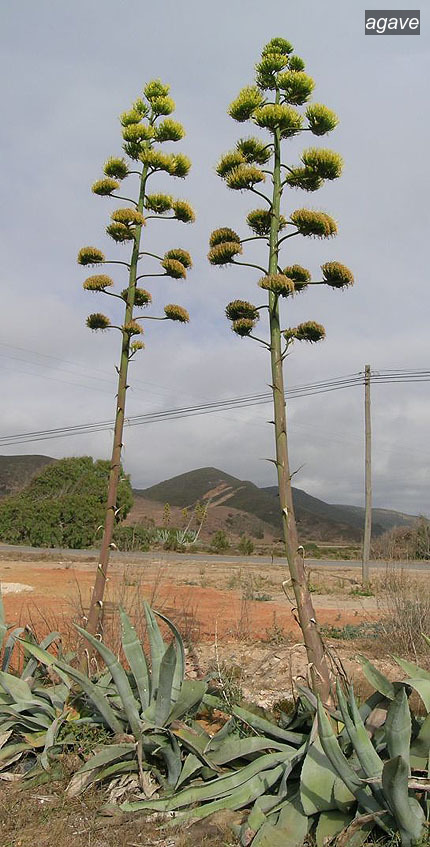 agave americana0