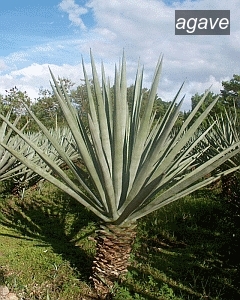 agave sisalana1