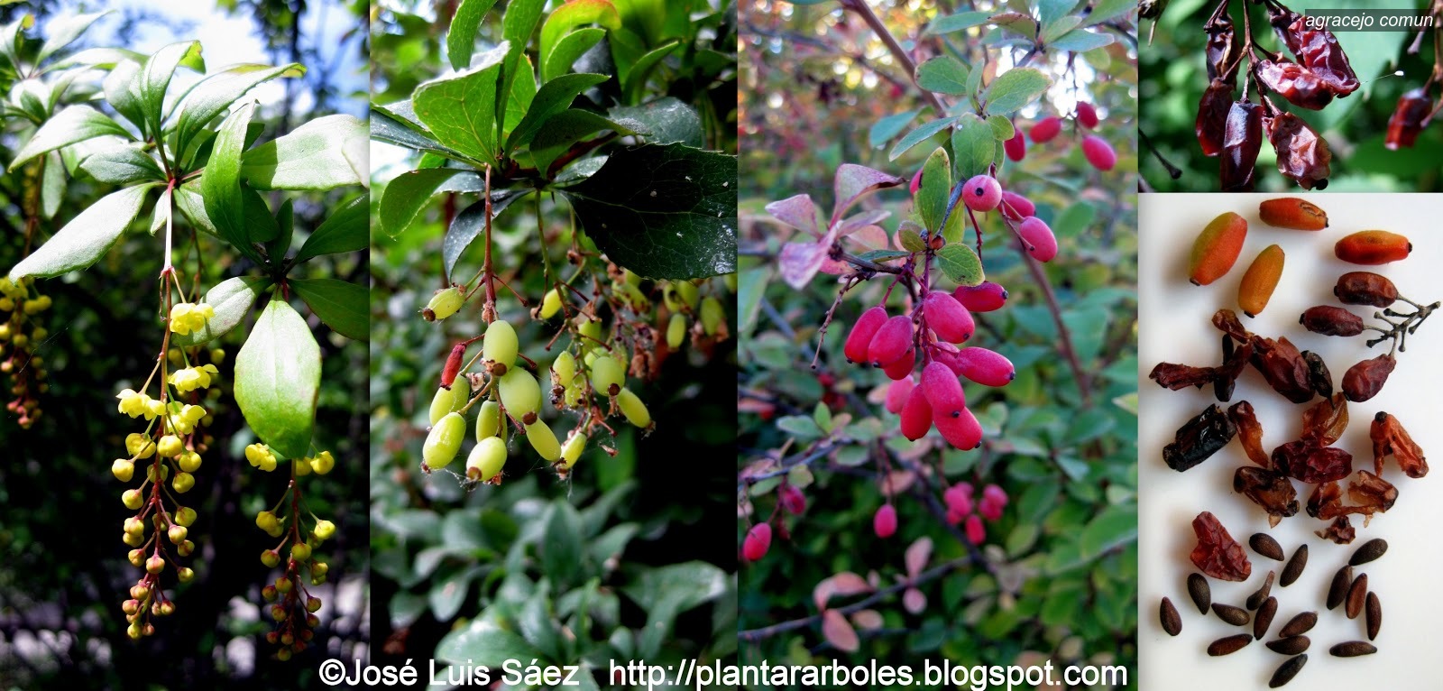 Agracejo comun Berberis vulgaris Agracejo comun Berberis vulgaris