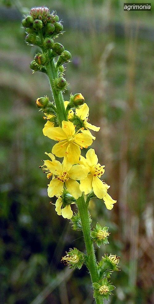 agrimonia0
