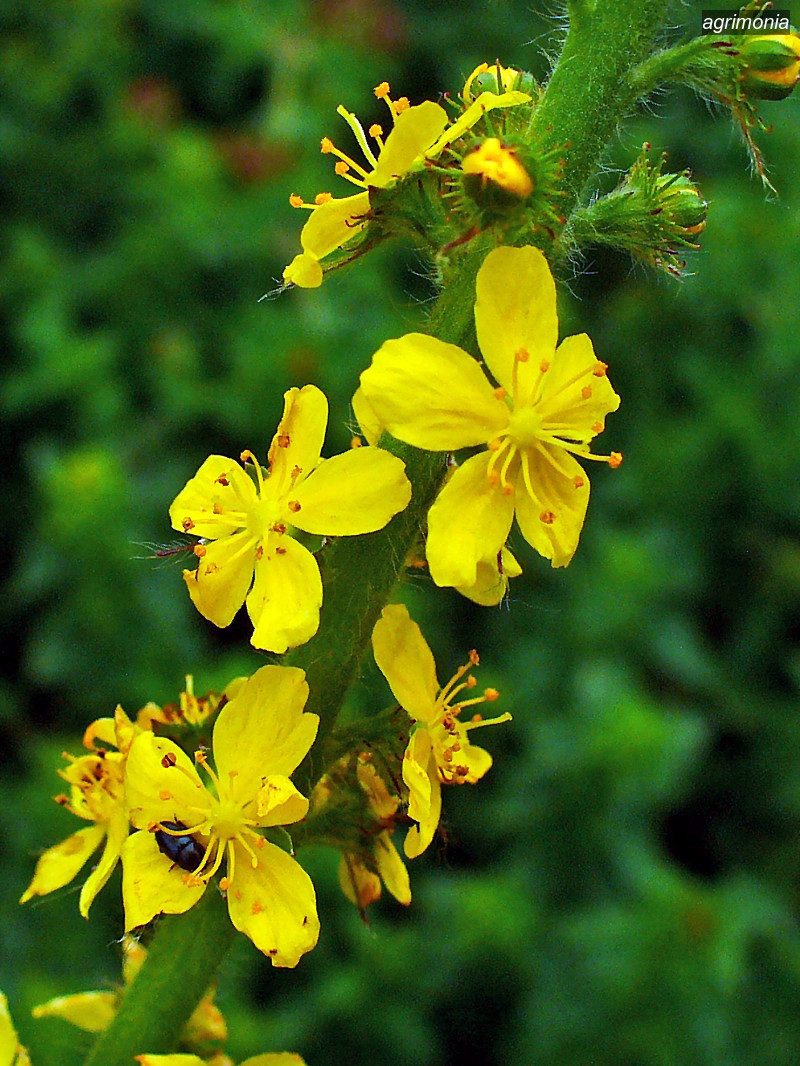 agrimonia3