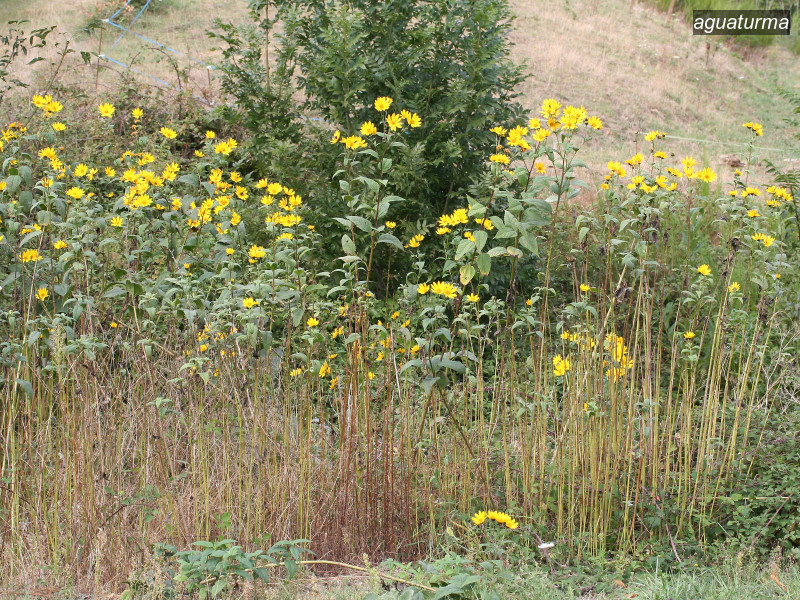 aguaturma helianthus tuberosus 7502