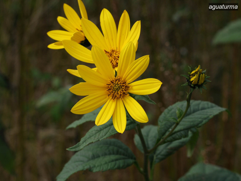 aguaturma helianthus tuberosus 7503