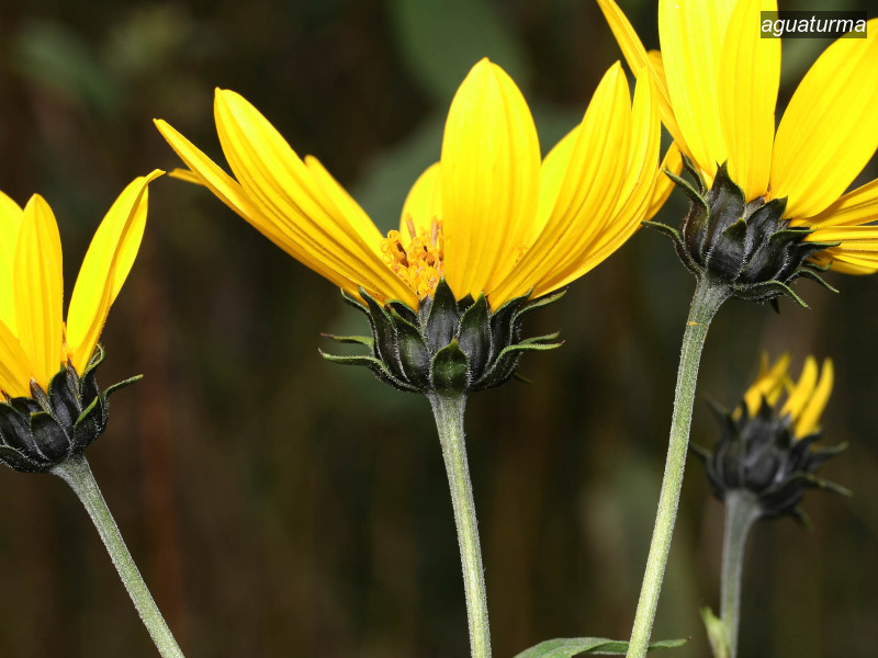 aguaturma helianthus tuberosus 7505