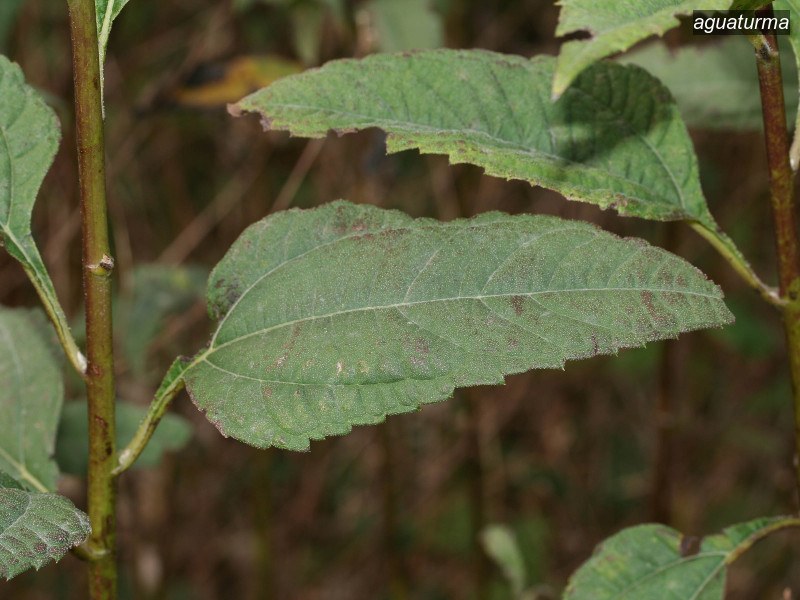 aguaturma helianthus tuberosus 7506