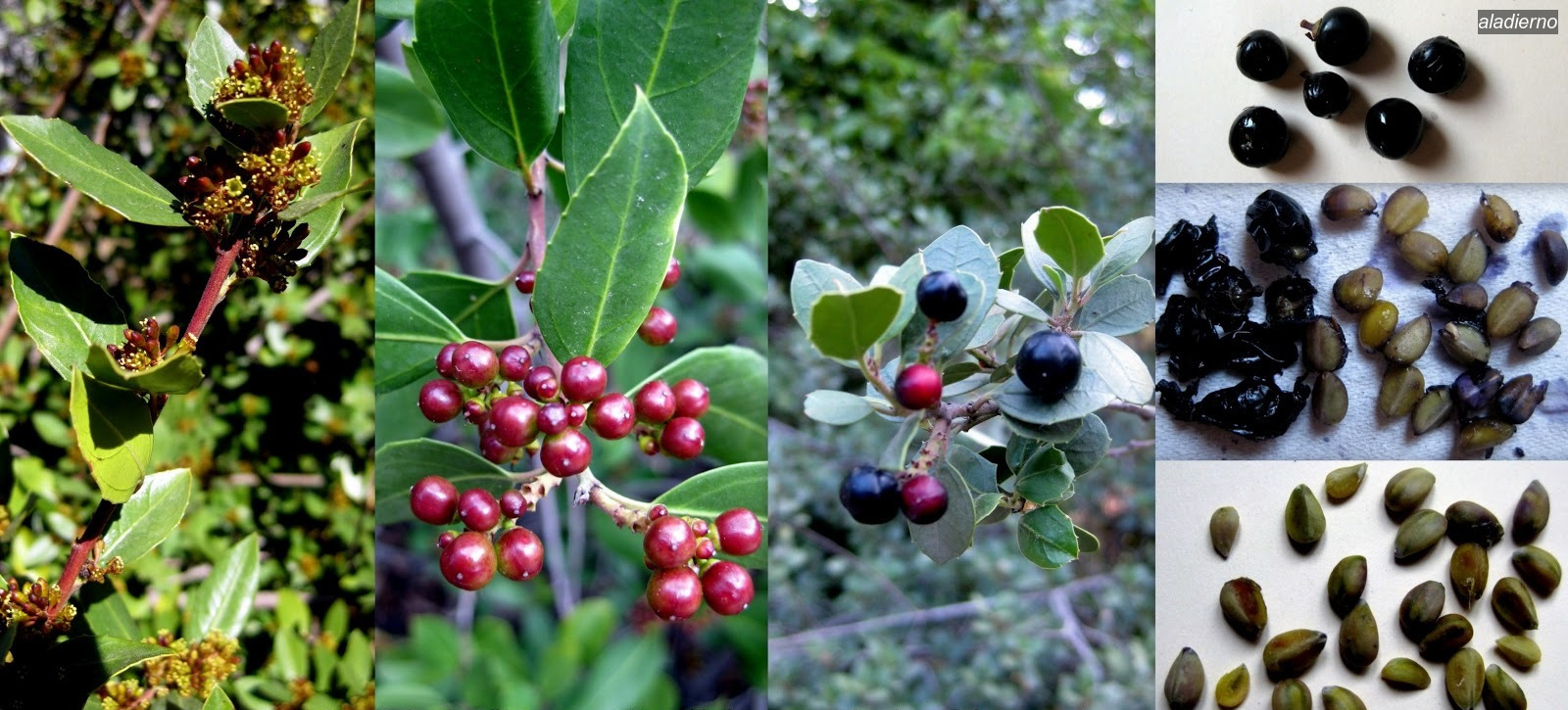 Aladierno Rhamnus alaternus