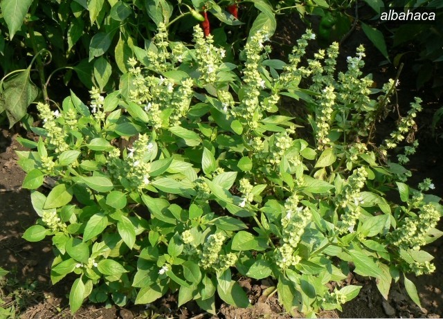 albahaca2 albahaca2