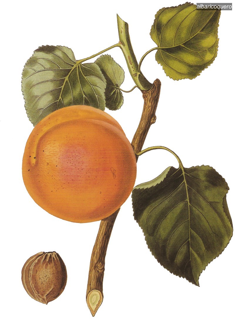 albaricoquero2